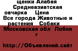 щенки Алабая (Среднеазиатская овчарка) › Цена ­ 15 000 - Все города Животные и растения » Собаки   . Московская обл.,Лобня г.